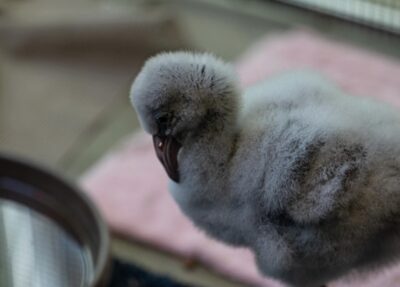 hand-reared flamingo